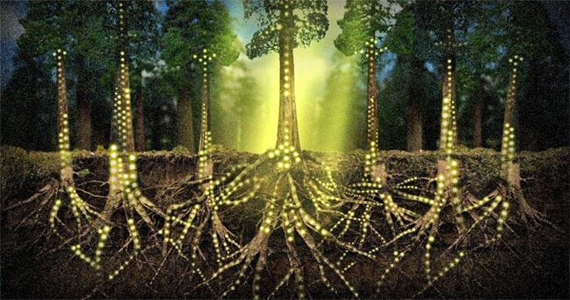 consciousnature11_01