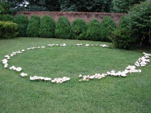 mushroom fairy ring